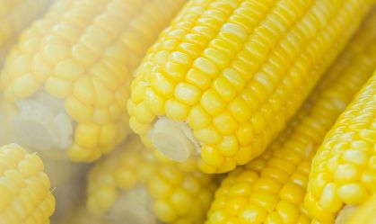 O cofre do milho: por dentro do banco que guarda o futuro da alimentação