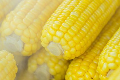 Embrapa mantém o Banco Ativo de Germoplasma de Milho, que guarda quase quatro mil variedades do cereal sob temperatura controlada.