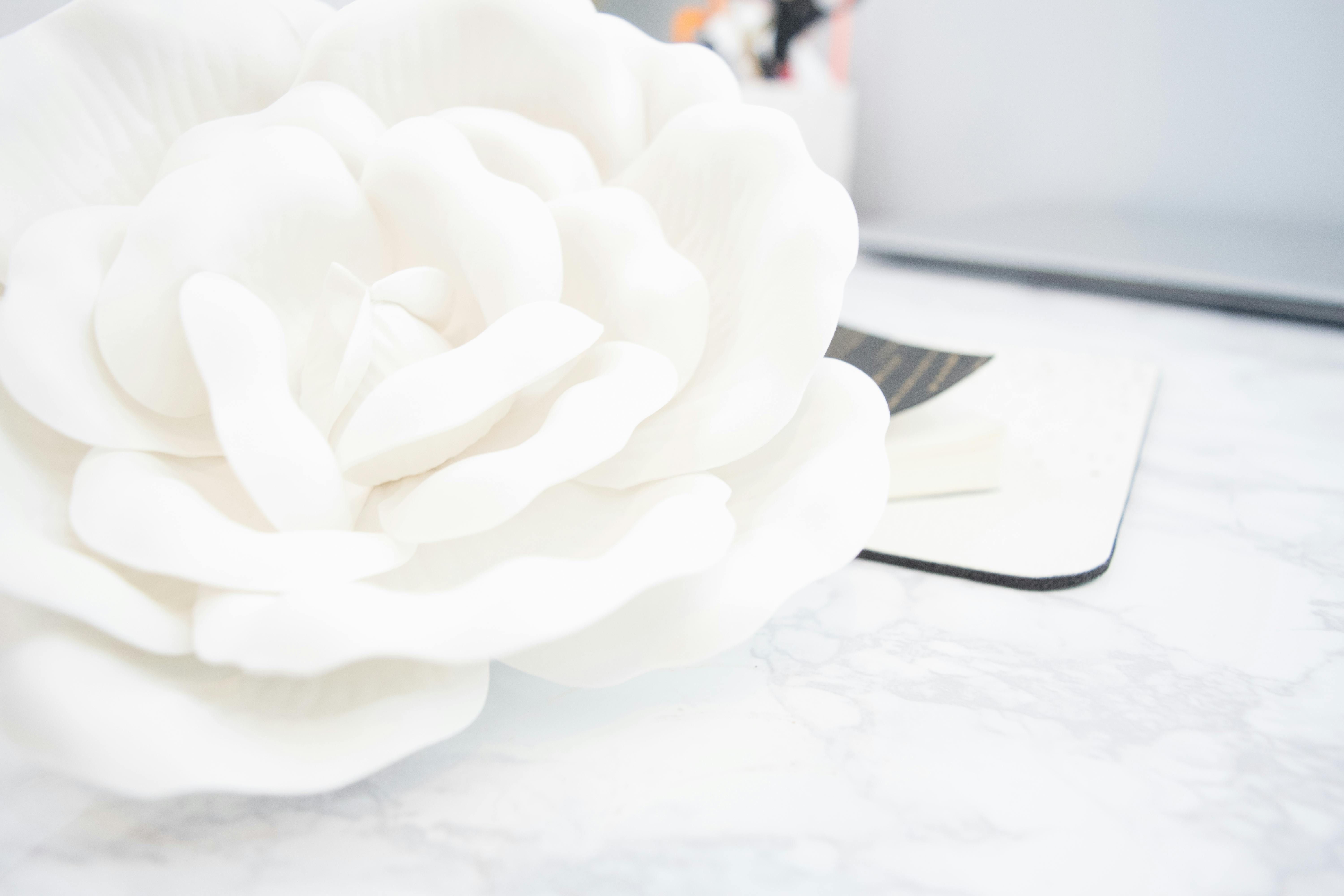 Veja como fazer banho de rosas brancas para equilibrar as energias no Halloween • Pexels
