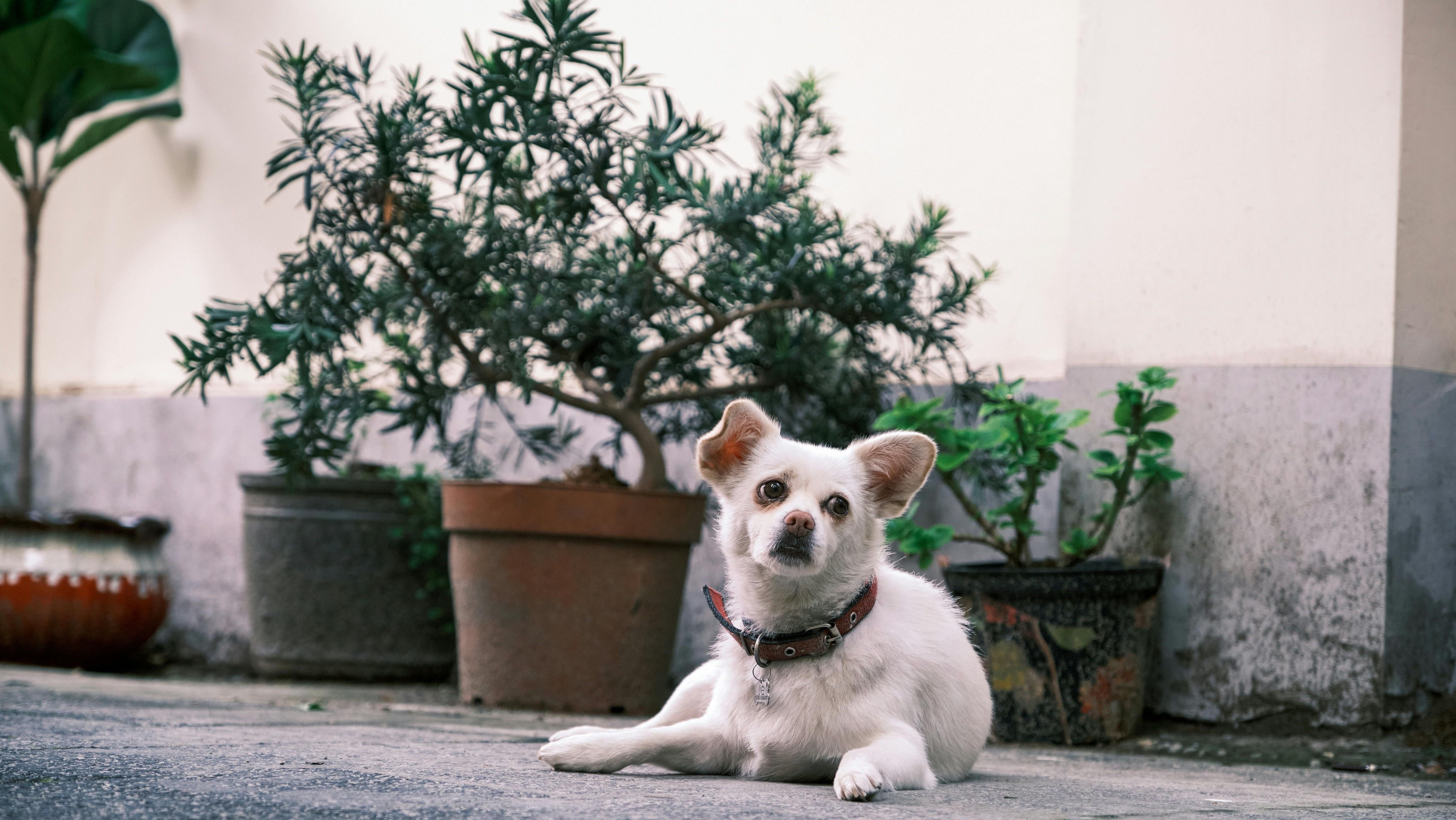 Estudo analisa como a qualidade do ar interno é alterada por conta dos cães