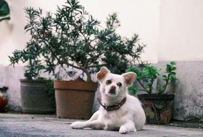 Passeio com pet? Saiba quais plantas são tóxicas para animais