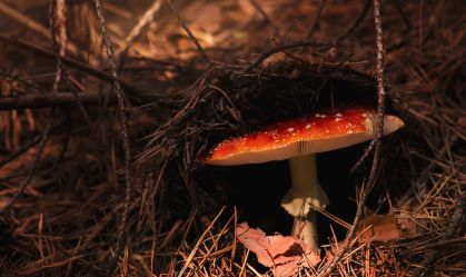 Estudo diz que fungos foram chave da vida terrestre, não vilões da ficção