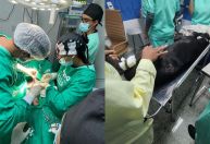 Cão baleado durante megaoperação no RJ tem alta