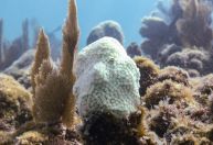 Corais estão "funcionalmente extintos" por aquecimento dos oceanos