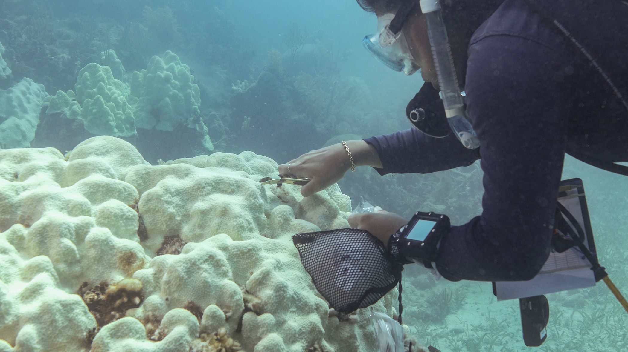 Cientistas coletando amostras de corais branqueados em recifes da Flórida • Gavin Wright/Shedd Aqaurium via CNN Newsource