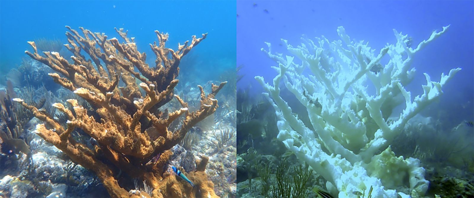 Coral Elkorn no recife da Flórida. Esquerda: junho de 2023, Direita: setembro de 2023 • Ross Cunning/Shedd Aquarium via CNN Newsource