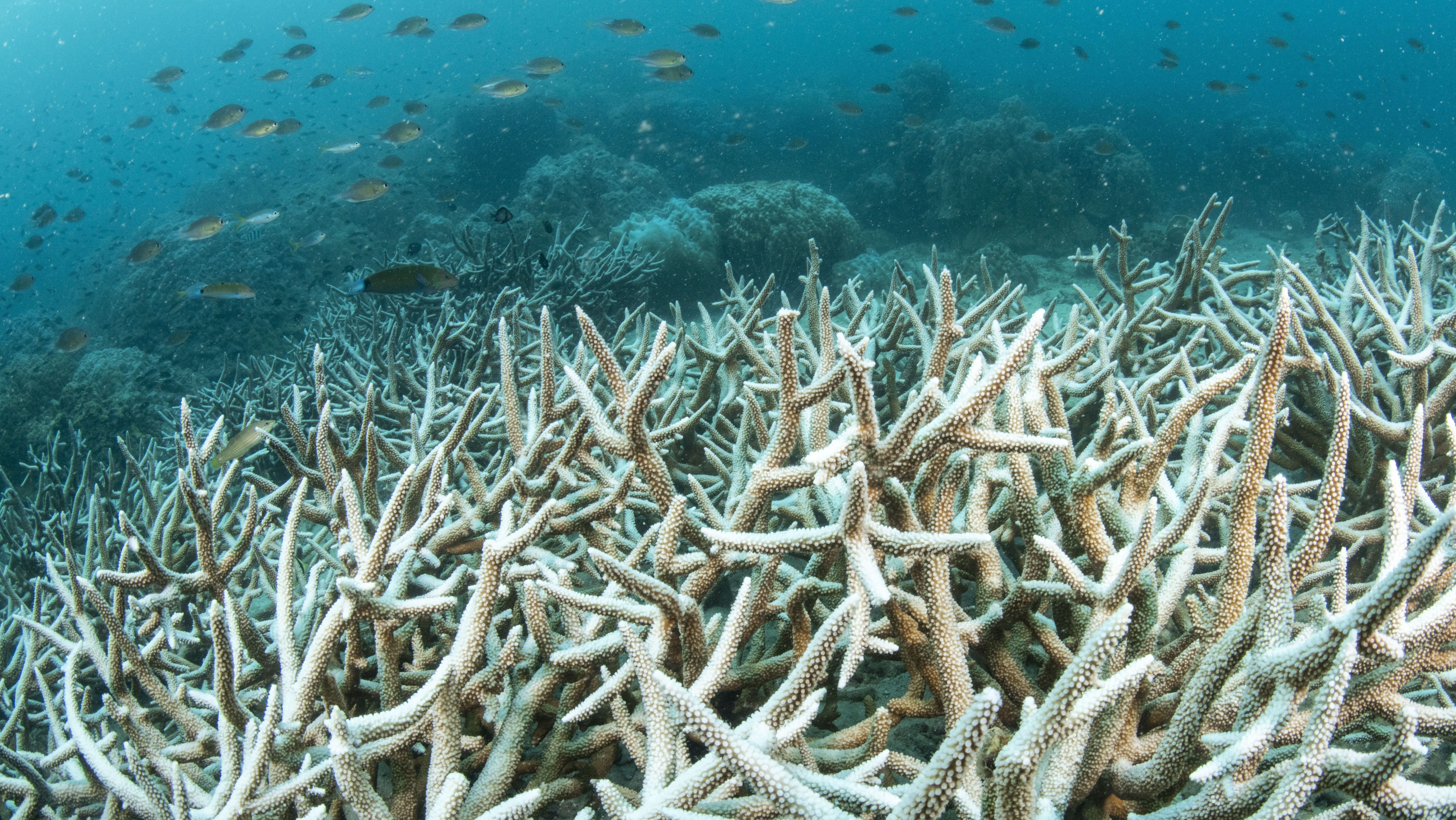 Campo de corais Staghorn (Acropora sp.) branqueados em um recife raso com um grande cardume de peixes em 2024 em Trat, Tailândia