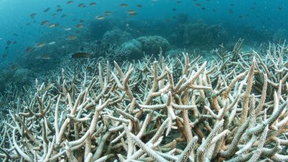 Campo de corais Staghorn (Acropora sp.) branqueados em um recife raso com um grande cardume de peixes em 2024 em Trat, Tailândia