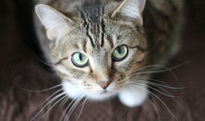 Gatos utilizam miados, expressões faciais e movimentos corporais para se comunicar com os tutores, revelando emoções e necessidades do dia a dia.
