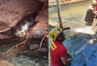 Vídeo: Sucuri gigante é resgatada em área de banho de hotel em Rio Quente