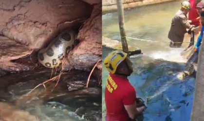 Vídeo: Sucuri gigante é resgatada em área de banho de hotel em Rio Quente