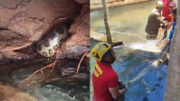 Vídeo: Sucuri gigante é resgatada em área de banho de hotel em Rio Quente