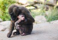 Estudo revela que fêmeas de mamíferos vivem mais devido ao hábito sexual