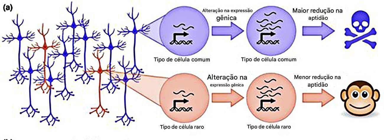 figura-mostrando-evolução-das-células-neuronais