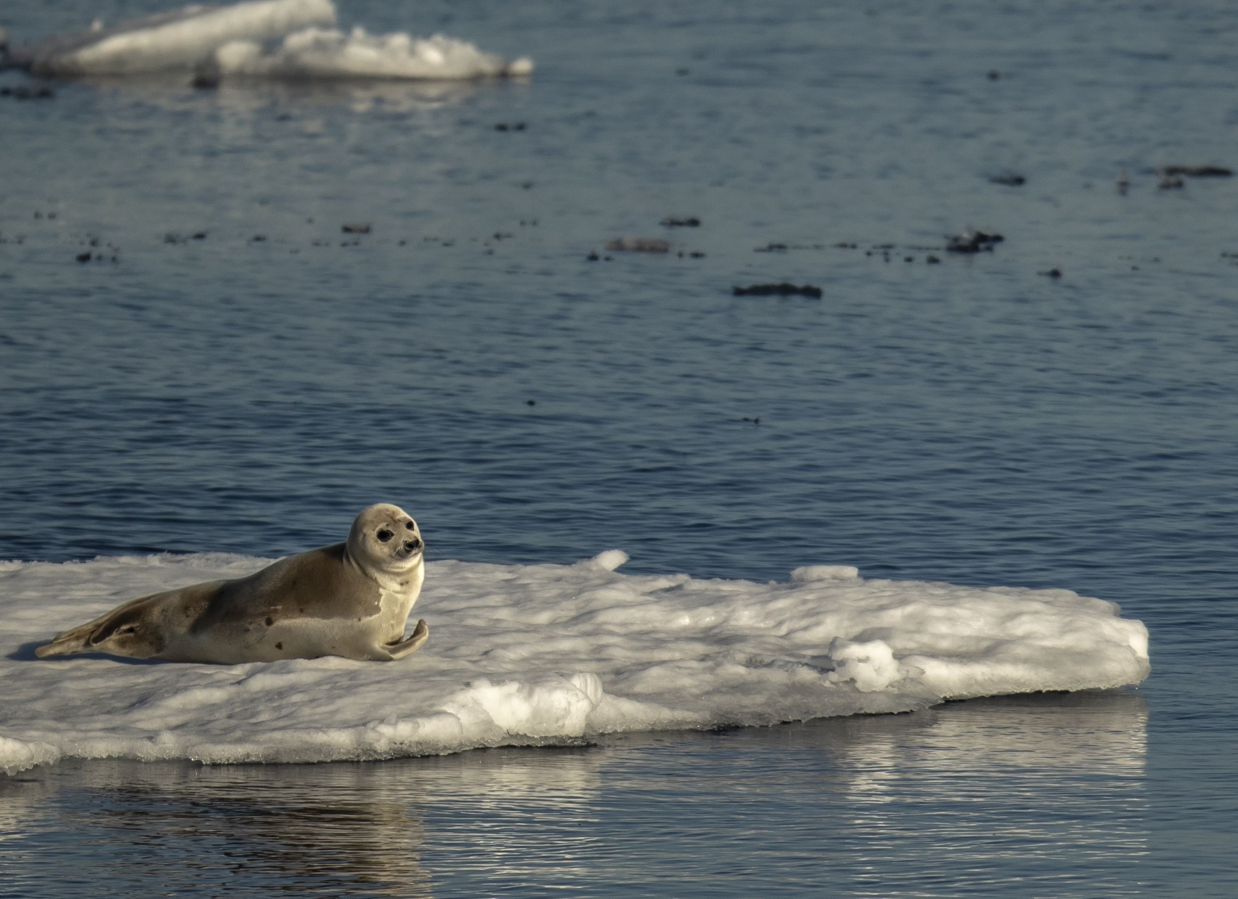 Climate change threatens the habitat of Arctic creatures