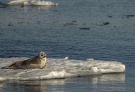 Lista Vermelha mostra mais de 25% das espécies ameaçadas de extinção