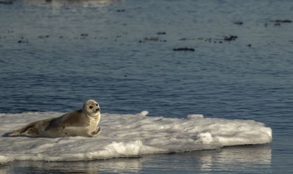 Lista Vermelha mostra mais de 25% das espécies ameaçadas de extinção