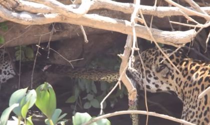 Onças são flagradas disputando uma sucuri amarela no Pantanal; veja vídeo