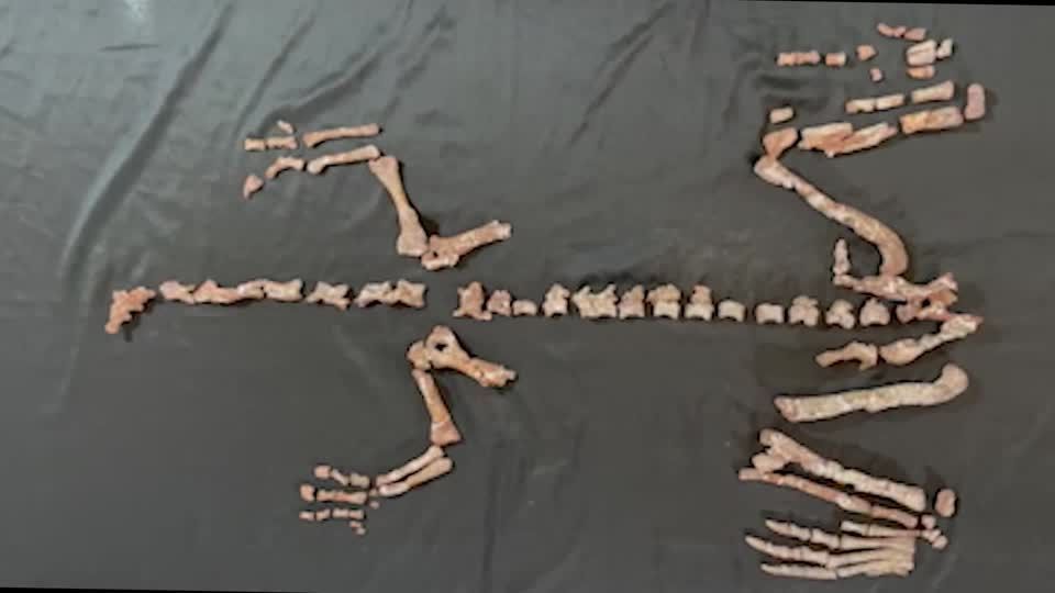 Rare fossil discovery in Argentina reveals one of the oldest dinosaurs