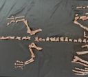 Descoberta de fóssil na Argentina revela um dos dinossauros mais antigos