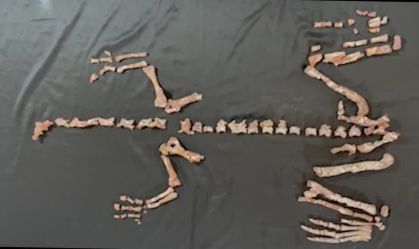 Descoberta de fóssil na Argentina revela um dos dinossauros mais antigos