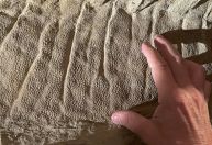 Máscara de argila explica preservação de dinossauros nos EUA; entenda