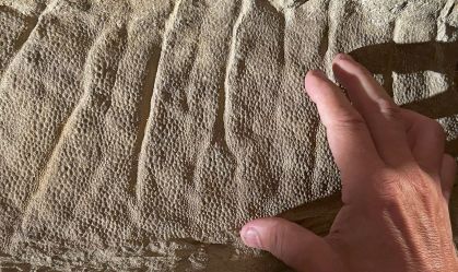 Máscara de argila explica preservação de dinossauros nos EUA; entenda