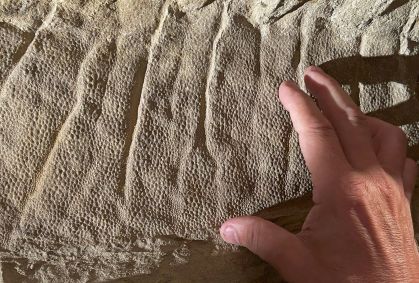 Máscara de argila explica preservação de dinossauros nos EUA; entenda