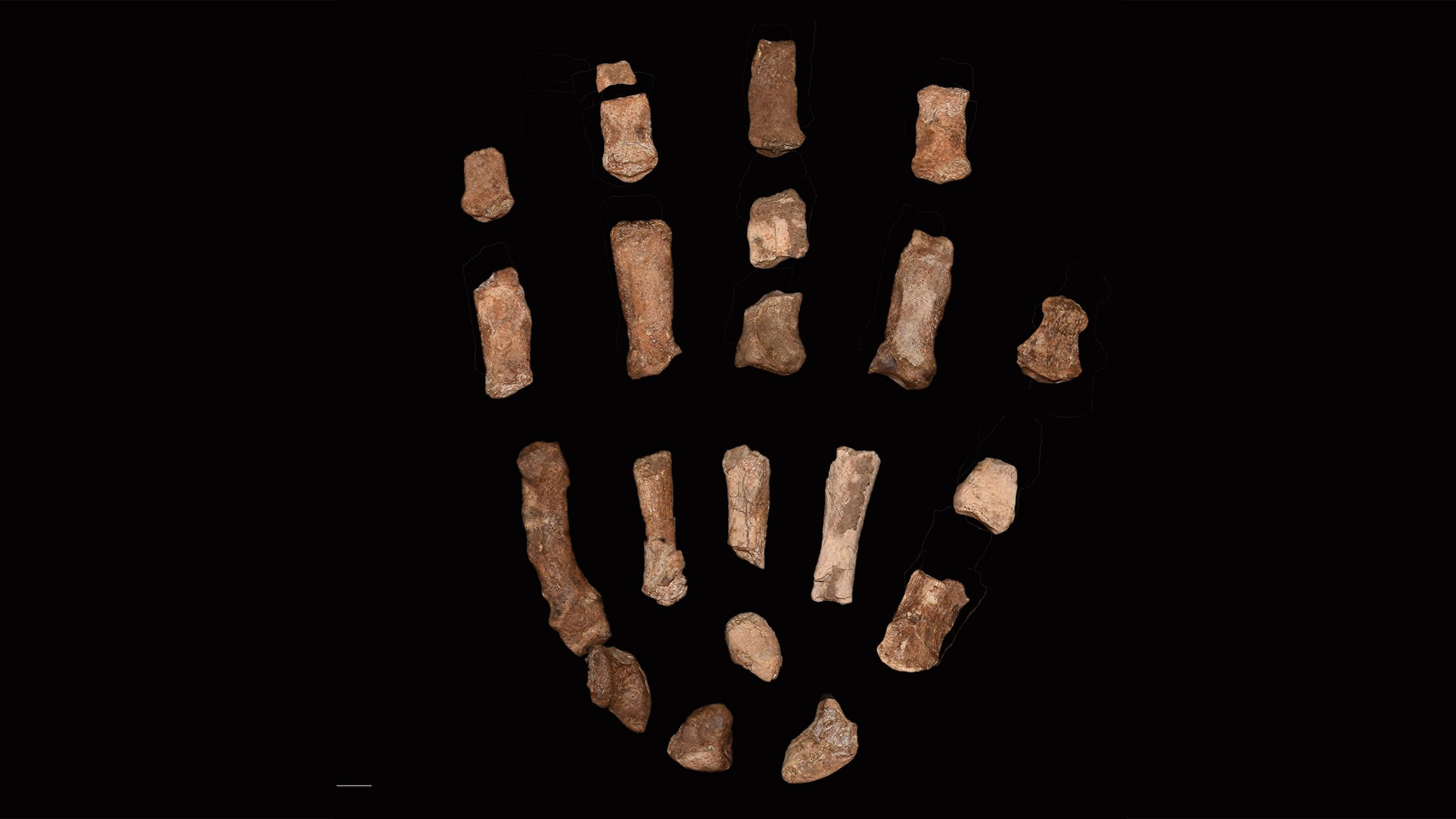 O polegar longo e os dedos retos teriam permitido ao Paranthropus boisei formar uma pegada poderosa, semelhante à forma como os humanos modernos seguram um martelo; outras características, como o formato largo dos ossos dos dedos, assemelham-se bastante aos de um gorila