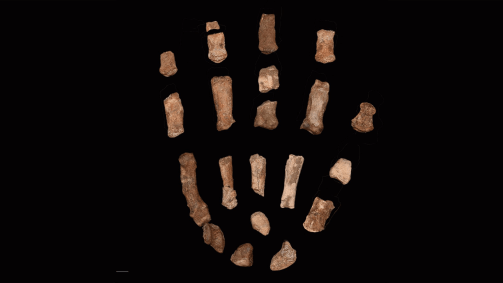 O polegar longo e os dedos retos teriam permitido ao Paranthropus boisei formar uma pegada poderosa, semelhante à forma como os humanos modernos seguram um martelo; outras características, como o formato largo dos ossos dos dedos, assemelham-se bastante aos de um gorila