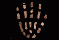 Fósseis de mãos mudam hipóteses de cientistas sobre nossos ancestrais