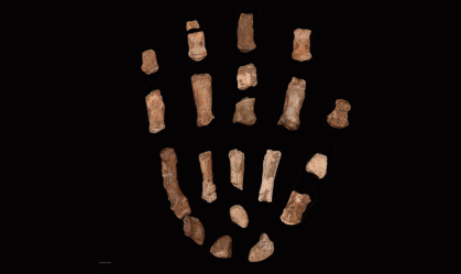 Fósseis de mãos mudam hipóteses de cientistas sobre nossos ancestrais