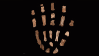 Fósseis de mãos mudam hipóteses de cientistas sobre nossos ancestrais