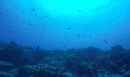 Estudo mostra que ilhas brasileiras abrigam espécies únicas do planeta
