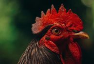 Polícia encontra local no RJ que treinava galos para rinhas em todo Brasil