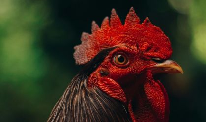 Polícia encontra local no RJ que treinava galos para rinhas em todo Brasil