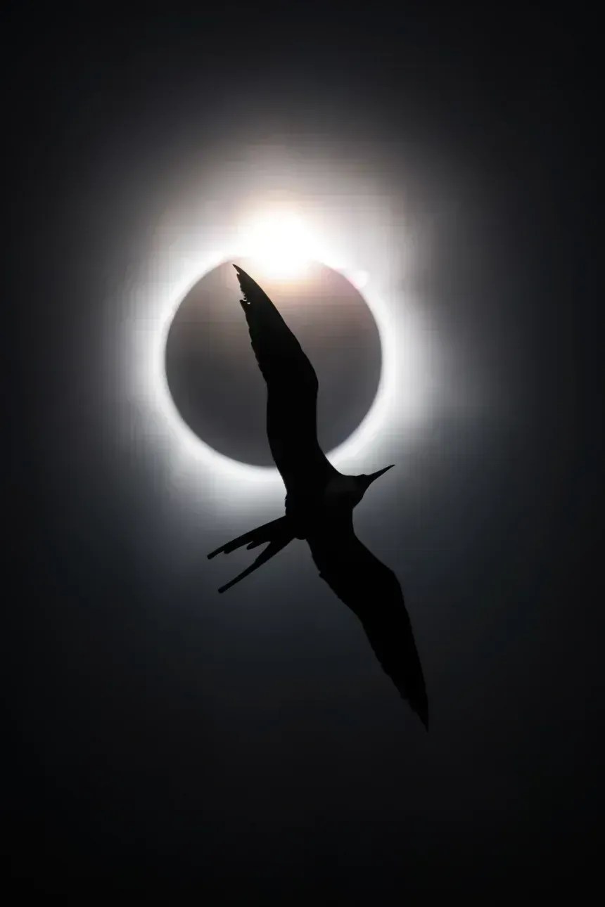 gold-birds-in-flight-overall-winner