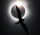 Estudo mostra impacto de eclipse solar no comportamento de aves