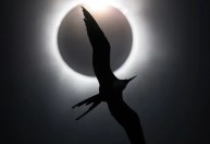 Estudo mostra impacto de eclipse solar no comportamento de aves