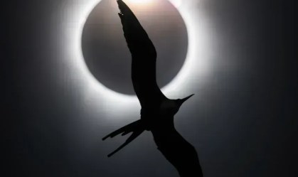 Estudo mostra impacto de eclipse solar no comportamento de aves