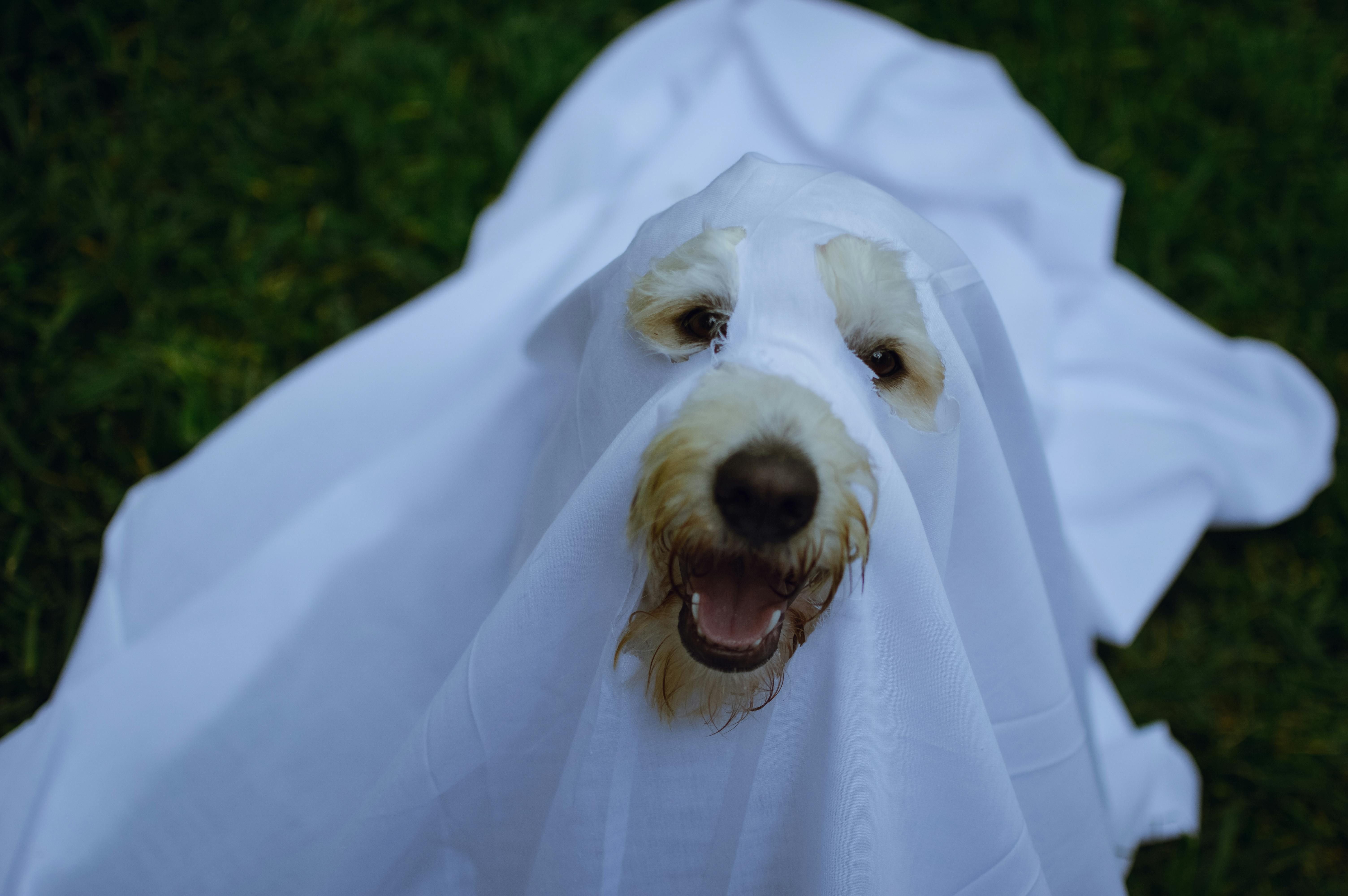 Pets entram no clima do Halloween com fantasias criativas e confortáveis.