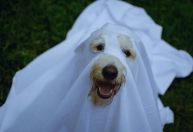 Ideias criativas e seguras de fantasias para pets para Halloween