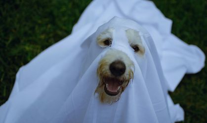 Ideias criativas e seguras de fantasias para pets para Halloween