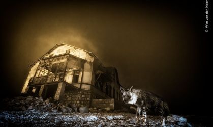 Foto fantasmagórica de hiena vence prêmio de Fotógrafo de Vida Selvagem
