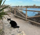 Conheça destino turístico na Espanha que tem mais gatos do que pessoas