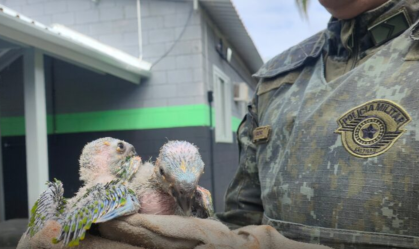Homem põe filhotes de aves em isopor sem ventilação e é multado em R$ 8 mil