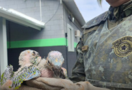 Homem põe filhotes de aves em isopor sem ventilação e é multado em R$ 8 mil