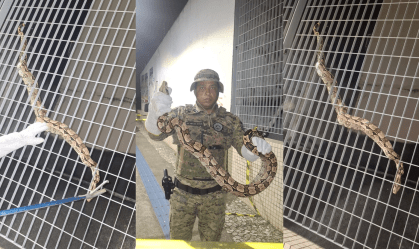 Bahia: Jiboia é resgatada no metrô de Salvador