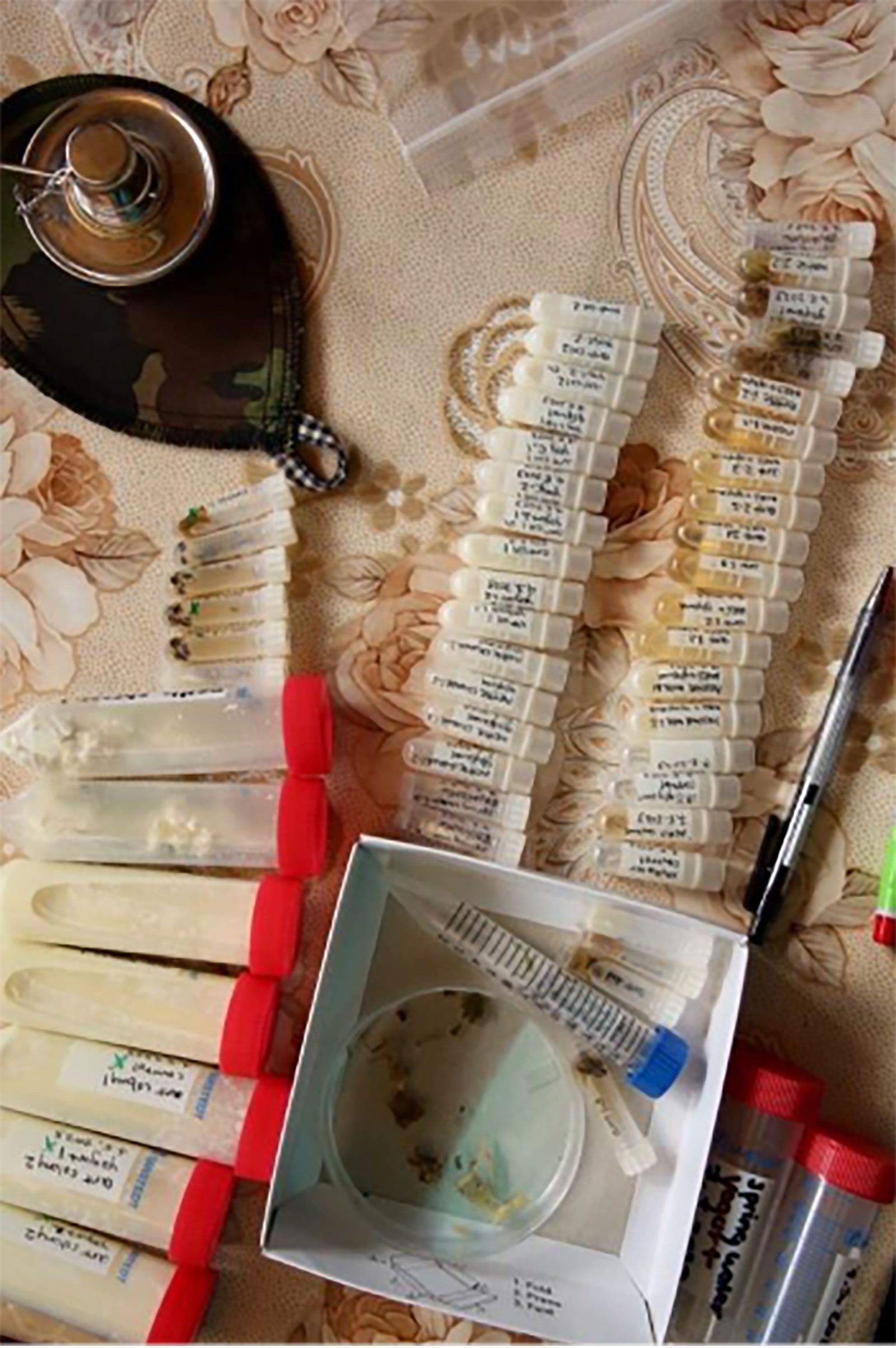 Amostras coletadas em trabalho de campo com iogurte de formigas na Bulgária, incluindo iogurte e formigas da floresta local • David Zilber via CNN Newsource