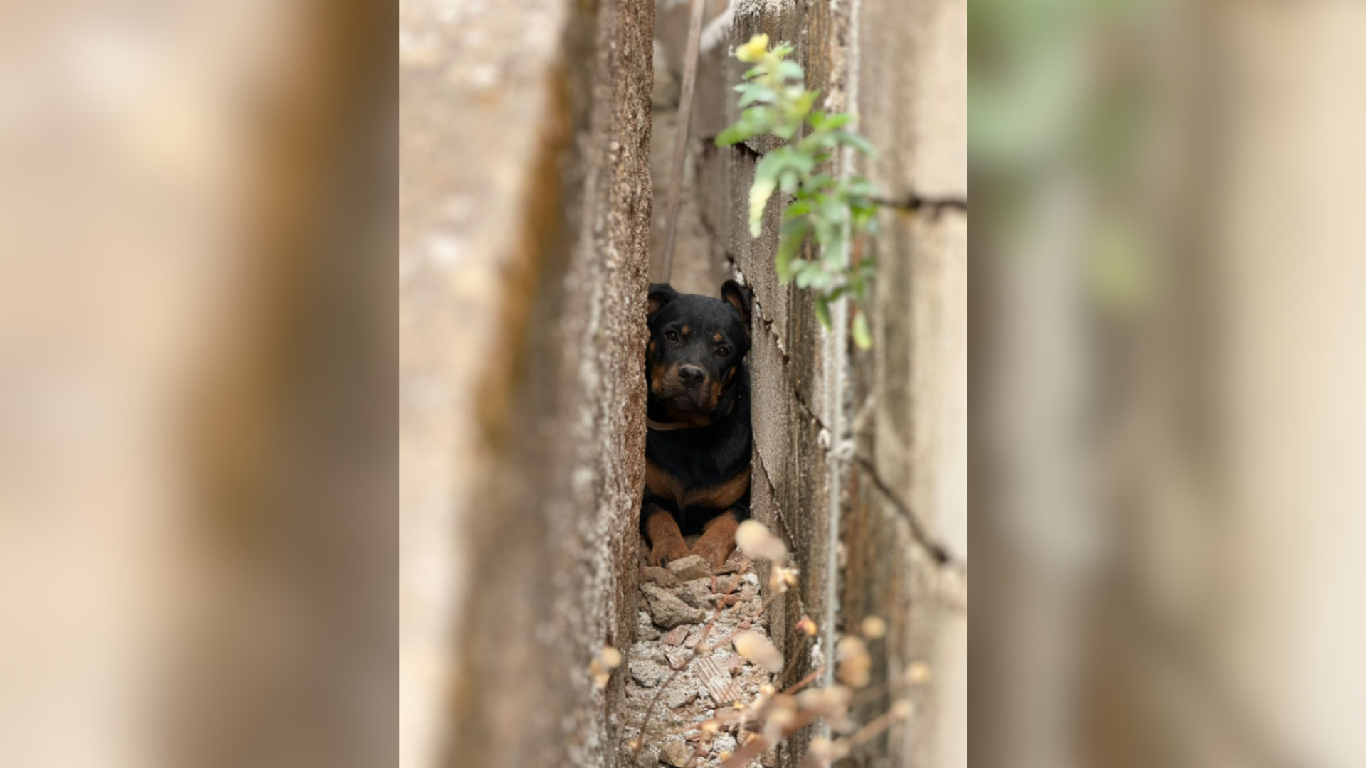 atena cachorra resgatada
